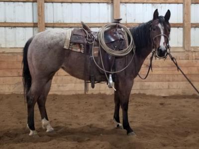 Two ID Sweet Shine <BR> AQHA 5858505